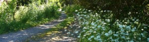 cropped-Path.jpg
